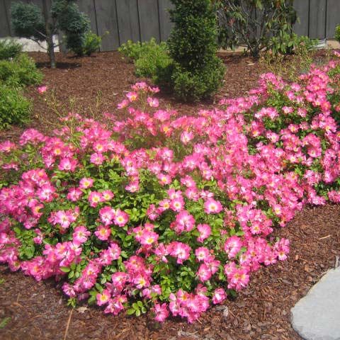 БЕСПРЕЦЕДЕНТНАЯ АКЦИЯ НА РОЗЫ ЕВРОПЕЙСКИХ ПИТОМНИКОВ! ТОЛЬКО ОРИГИНАЛЬНЫЕ РОЗЫ! УЖЕ В НАЛИЧИИ! БЕСПРЕЦЕДЕНТНАЯ АКЦИЯ НА РОЗЫ ЕВРОПЕЙСКИХ ПИТОМНИКОВ! ТОЛЬКО ОРИГИНАЛЬНЫЕ РОЗЫ! УЖЕ В НАЛИЧИИ!