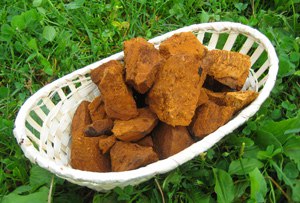 Состав березового гриба-чаги. Состав березового гриба-чаги.