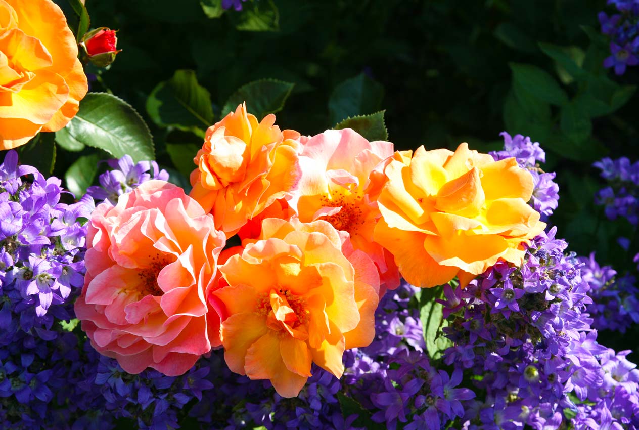 ПРЕДЗАКАЗ НА ВЕСНУ 2016!!! РОЗЫ НЕМЕЦКОГО ПИТОМНИКА Rosen Tantau и РОЗЫ КАНАДСКОЙ СЕЛЕКЦИИ. ПРЕДЗАКАЗ НА ВЕСНУ 2016!!! РОЗЫ НЕМЕЦКОГО ПИТОМНИКА Rosen Tantau и РОЗЫ КАНАДСКОЙ СЕЛЕКЦИИ.