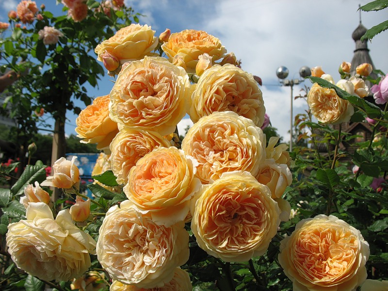 АНГЛИЙСКИЕ РОЗЫ ДЕВИДА ОСТИНА!!! ПРЕДЗАКАЗ НА ВЕСНУ 2016!!! АНГЛИЙСКИЕ РОЗЫ ДЕВИДА ОСТИНА!!! ПРЕДЗАКАЗ НА ВЕСНУ 2016!!!