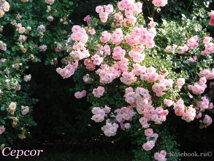 Экспресс! Акция! Только сейчас! Оригинальные розы с ЗКС в 5л контейнерах! Питомники: Barni, Delbard, Fryers, Harkness Экспресс! Акция! Только сейчас! Оригинальные розы с ЗКС в 5л контейнерах! Питомники: Barni, Delbard, Fryers, Harkness