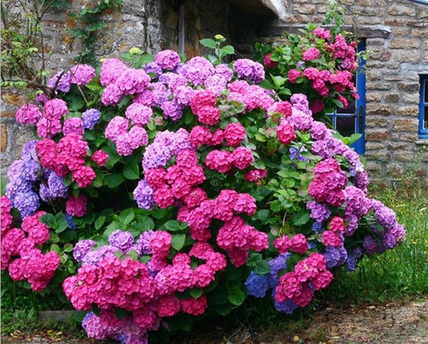 Акция! Распродажа! Шикарные ГОРТЕНЗИИ В КОНТЕЙНЕРАХ!!! ЭКСПРЕСС! Акция! Распродажа! Шикарные ГОРТЕНЗИИ В КОНТЕЙНЕРАХ!!! ЭКСПРЕСС!