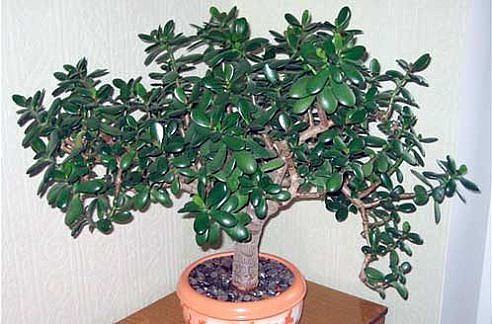 ЦЕЛИТЕЛЬНЫЕ СВОЙСТВА ДЕНЕЖНОГО ДЕРЕВА. ЦЕЛИТЕЛЬНЫЕ СВОЙСТВА ДЕНЕЖНОГО ДЕРЕВА.