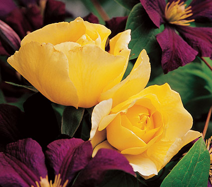 Идеальная пара! Идеальная пара!