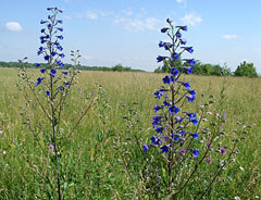 Два цветка Два цветка