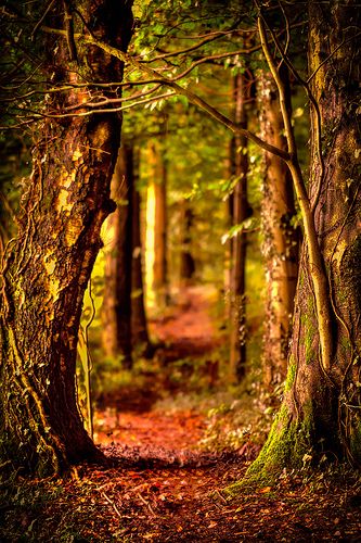 Николай Заболоцкий Николай Заболоцкий