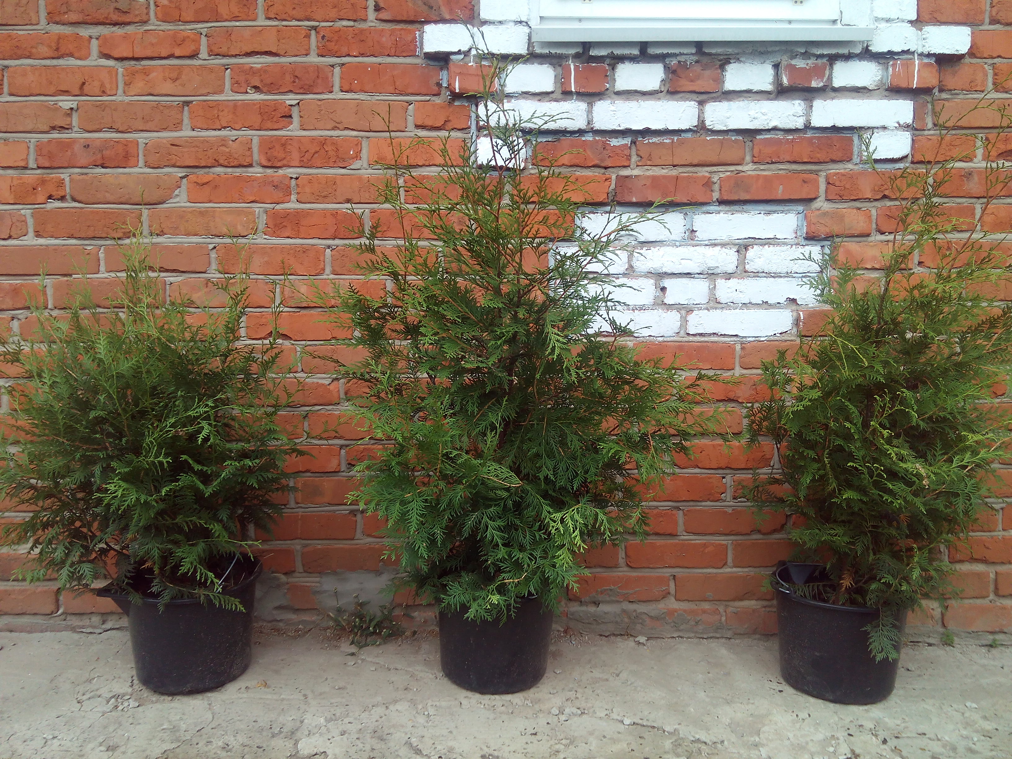 Саженцы туи 1 м, в наличии 5 шт. Саженцы туи 1 м, в наличии 5 шт.