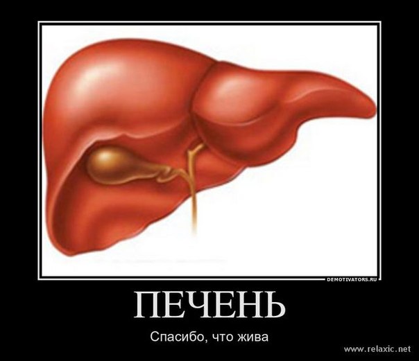 Срок восстановления печени от алкоголя при условии трезвости Срок восстановления печени от алкоголя при условии трезвости