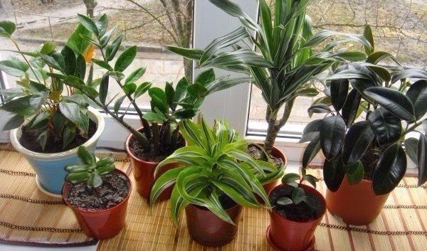 Чем подкармливать комнатные растения? Чем подкармливать комнатные растения?