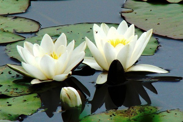 Лунный календарь 13. 10. 2015. Лунный календарь 13. 10. 2015.