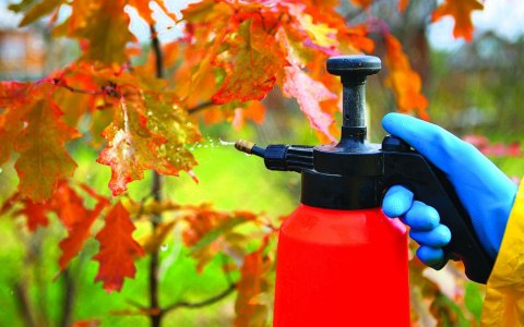 Садоводство, цветоводство ЧЕМ ОПРЫСКИВАТЬ ОСЕНЬЮ Садоводство, цветоводство ЧЕМ ОПРЫСКИВАТЬ ОСЕНЬЮ