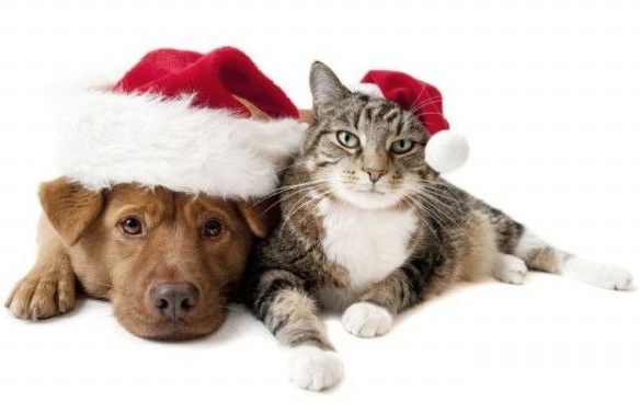 Сбор заказов. Одежда для собак и кошек на все сезоны, лежанки, переноски и многое другое для друзей наших меньших. Сбор заказов. Одежда для собак и кошек на все сезоны, лежанки, переноски и многое другое для друзей наших меньших.