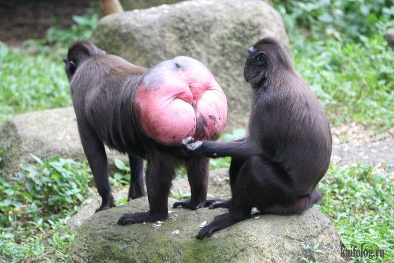 Homo no sapiens [семейство redgpes Homo no sapiens [семейство redgpes