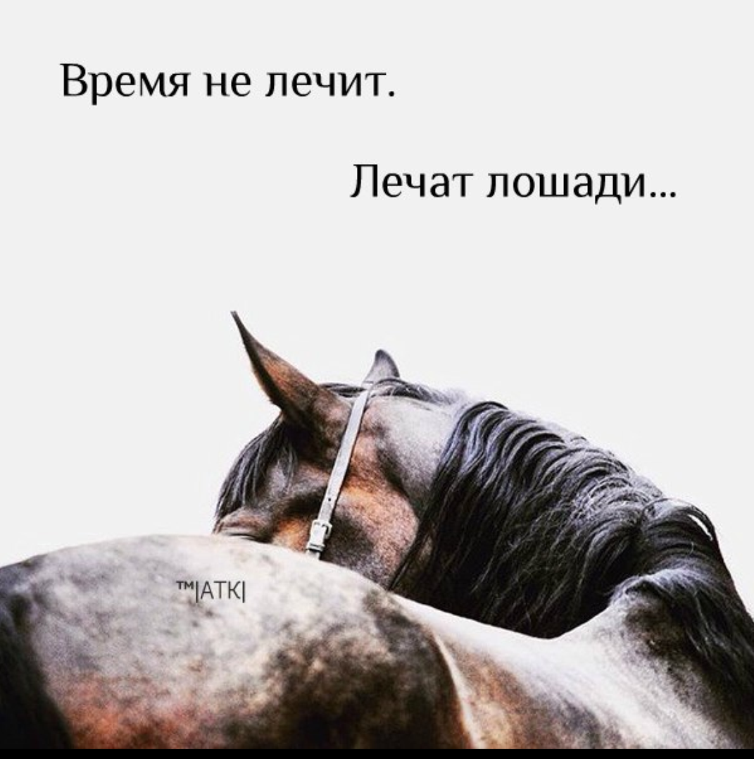 Сбор помощи сгоревшему конному клубу Берендеево, Нижегородская область. Сбор помощи сгоревшему конному клубу Берендеево, Нижегородская область.