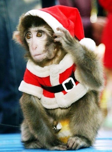 С НОВЫМ 2016 ГОДОМ С НОВЫМ 2016 ГОДОМ