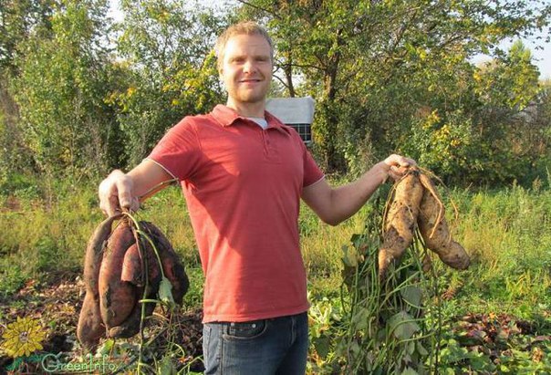 БАТАТ: КАК КАРТОШКА, ТОЛЬКО ЛУЧШЕ БАТАТ: КАК КАРТОШКА, ТОЛЬКО ЛУЧШЕ