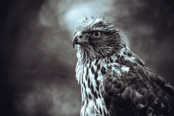 Лунный календарь 20 ЛУННЫЕ СУТКИ Лунный календарь 20 ЛУННЫЕ СУТКИ