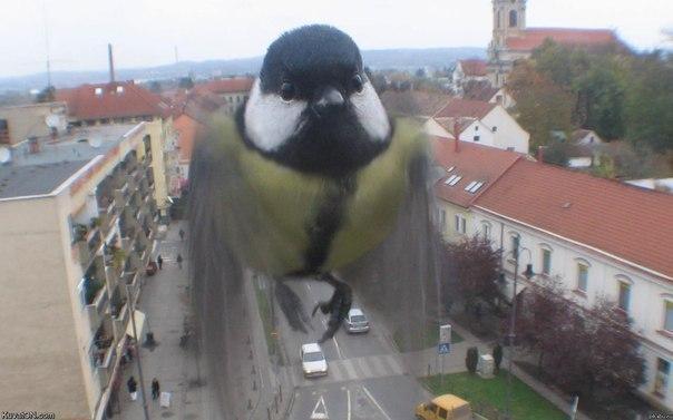 Удачный кадр Удачный кадр