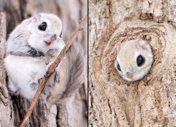 Сибирская белка-летяга :) Сибирская белка-летяга :)