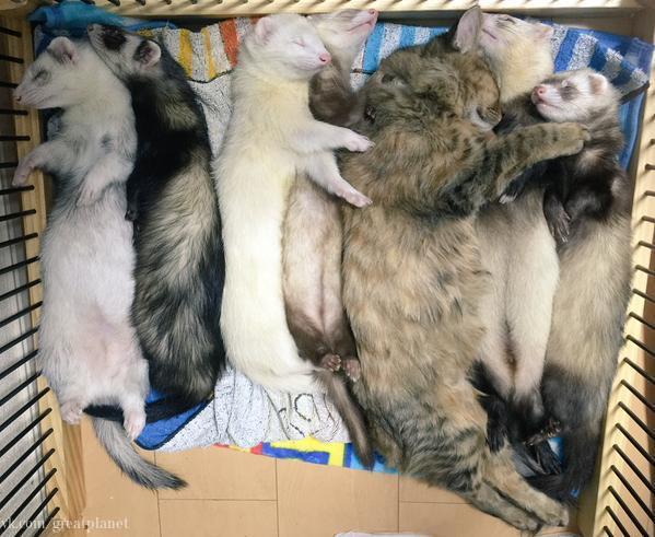 В Японии хорьки усыновили котенка. В Японии хорьки усыновили котенка.