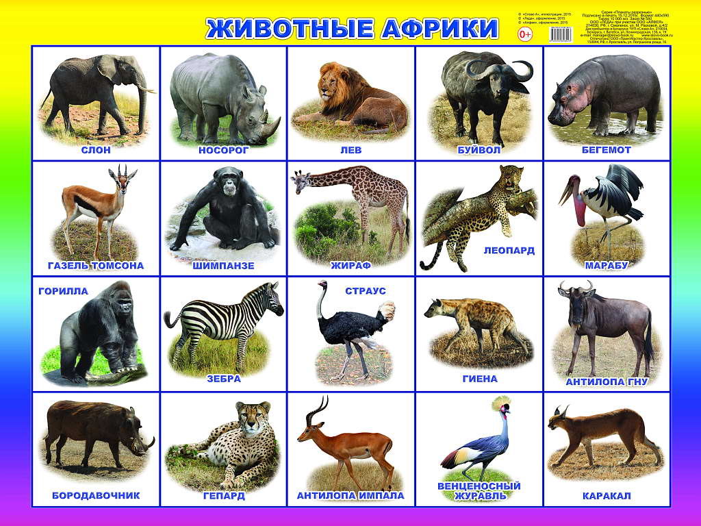 Сбор заказов. Книги для Вас и Ваших детей изд. Леда (раскраски,первые книжки малышам, плакаты на картоне, аппликации Сбор заказов. Книги для Вас и Ваших детей изд. Леда (раскраски,первые книжки малышам, плакаты на картоне, аппликации