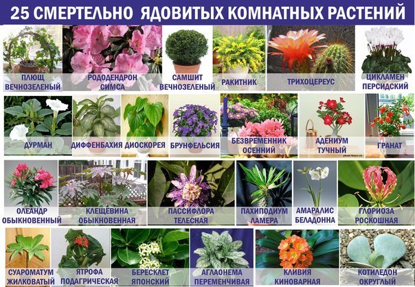 Полезное Полезное