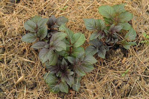 КАРТОФЕЛЬ ПОД СОЛОМОЙ КАРТОФЕЛЬ ПОД СОЛОМОЙ