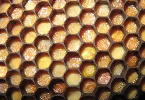 Перга Перга