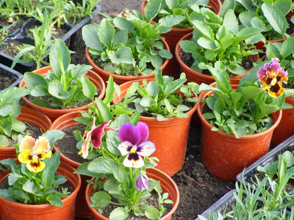 Семена цветов и овощных культур, газонные травы. А так же Удобная и эффективная лампа для подсветки растений. Сорта и гибриды для выращивания в сложных климатических условиях! Семена цветов и овощных культур, газонные травы. А так же Удобная и эффективная лампа для подсветки растений. Сорта и гибриды для выращивания в сложных климатических условиях!