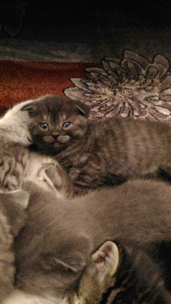 Пристраиваю Шотландских котят. Дымчатый и черный в полоску Пристраиваю Шотландских котят. Дымчатый и черный в полоску