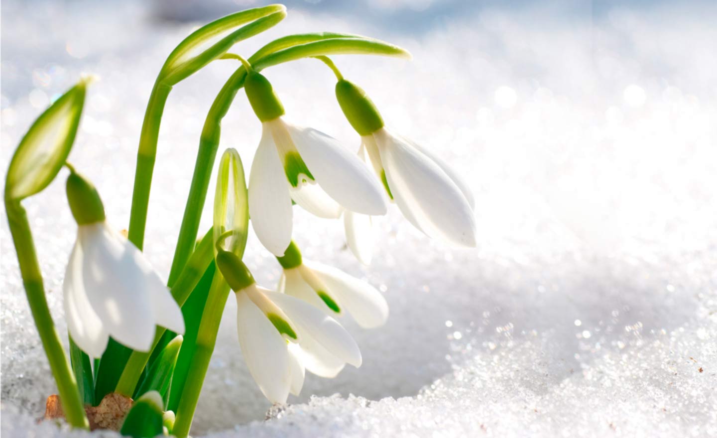 Весна Весна