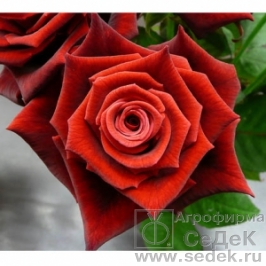 ЭКСПРЕСС СБОР!!! Семенной картофель, лук-севок, саженцы роз,клематисов, лиан. Агрофирмы Седек. Выкуп 1 ЭКСПРЕСС СБОР!!! Семенной картофель, лук-севок, саженцы роз,клематисов, лиан. Агрофирмы Седек. Выкуп 1