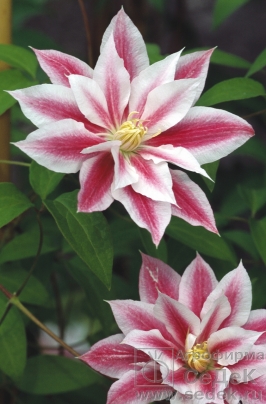 СЕГОДНЯ СТОП!!! Сбор заказов. Экспресс! Семенной картофель, лук-севок, саженцы роз, клематисов, лиан. Агрофирмы Седек СЕГОДНЯ СТОП!!! Сбор заказов. Экспресс! Семенной картофель, лук-севок, саженцы роз, клематисов, лиан. Агрофирмы Седек