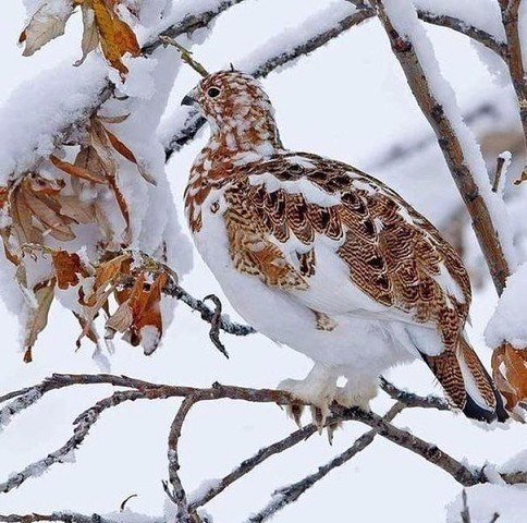Камуфляж от природы Камуфляж от природы