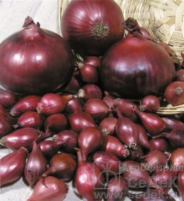 Сбор заказов. Экспресс! Семенной картофель, лук-севок, саженцы роз, клематисов, лиан.Акция лук-севок 142 руб Сбор заказов. Экспресс! Семенной картофель, лук-севок, саженцы роз, клематисов, лиан.Акция лук-севок 142 руб