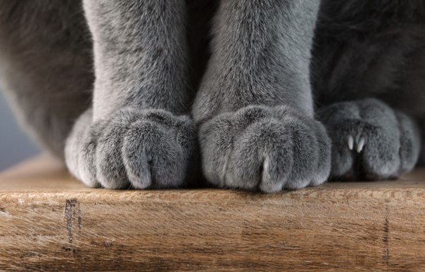 Почему котики топчут нас лапками Почему котики топчут нас лапками
