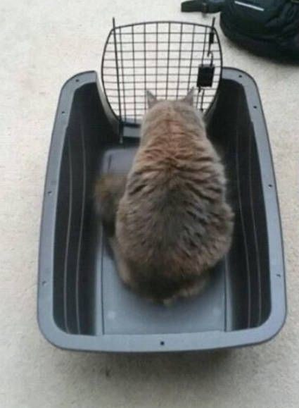 Закрыл кота в корзине, третий час сидит в недоумении Закрыл кота в корзине, третий час сидит в недоумении