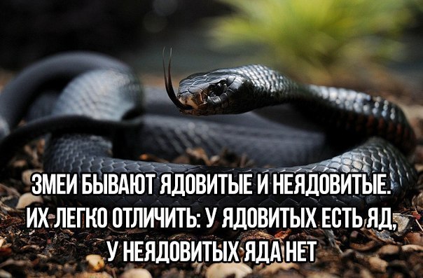 Умное Умное