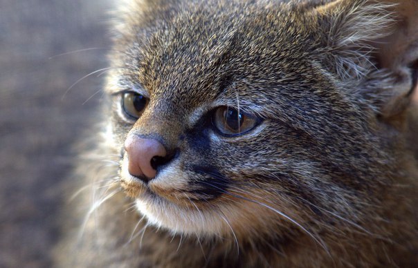 Пампасский кот Пампасский кот