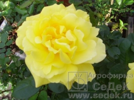 Сбор заказов. Экспресс! Саженцы роз, клематисов, лиан, лук-севок, семенной картофель. Агрофирмы Седек. Выкуп 3 Сбор заказов. Экспресс! Саженцы роз, клематисов, лиан, лук-севок, семенной картофель. Агрофирмы Седек. Выкуп 3