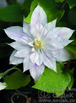 ЗАВТРА СТОП!!! Сбор заказов. Экспресс! Саженцы роз, клематисов, лиан, лук-севок, семенной картофель. Агрофирмы Седек ЗАВТРА СТОП!!! Сбор заказов. Экспресс! Саженцы роз, клематисов, лиан, лук-севок, семенной картофель. Агрофирмы Седек