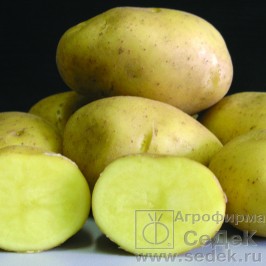 РАЗДАЧА!!! Саженцы роз, клематисов, лиан, лук-севок, семенной картофель. Агрофирмы Седек. Выкуп 3 РАЗДАЧА!!! Саженцы роз, клематисов, лиан, лук-севок, семенной картофель. Агрофирмы Седек. Выкуп 3