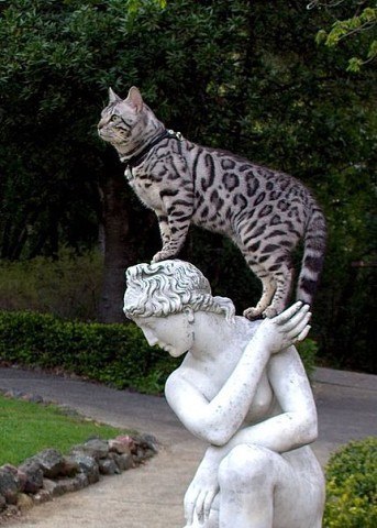 Котик Котик