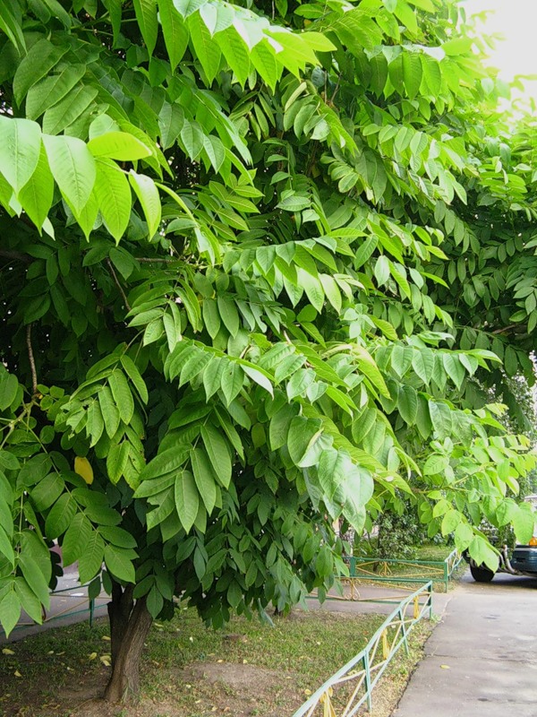 Саженцы Ореха Манчжурского и не только Саженцы Ореха Манчжурского и не только