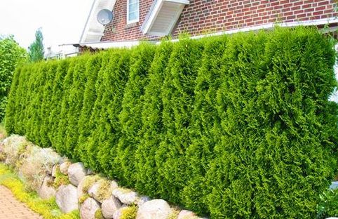 Саженцы: туи, можжевельники, сосны, ели, лиственницы Саженцы: туи, можжевельники, сосны, ели, лиственницы