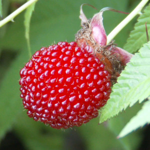 Сбор заказов. Норвежская малина 295 р. Экзотичные ягоды не найти Сбор заказов. Норвежская малина 295 р. Экзотичные ягоды не найти