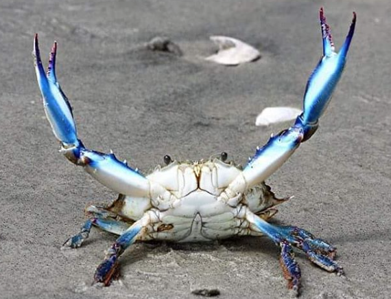 Сбор заказов. Хотите дикой рыбки? Вам сюда! 5 сбор. У нас новинки! Сбор заказов. Хотите дикой рыбки? Вам сюда! 5 сбор. У нас новинки!