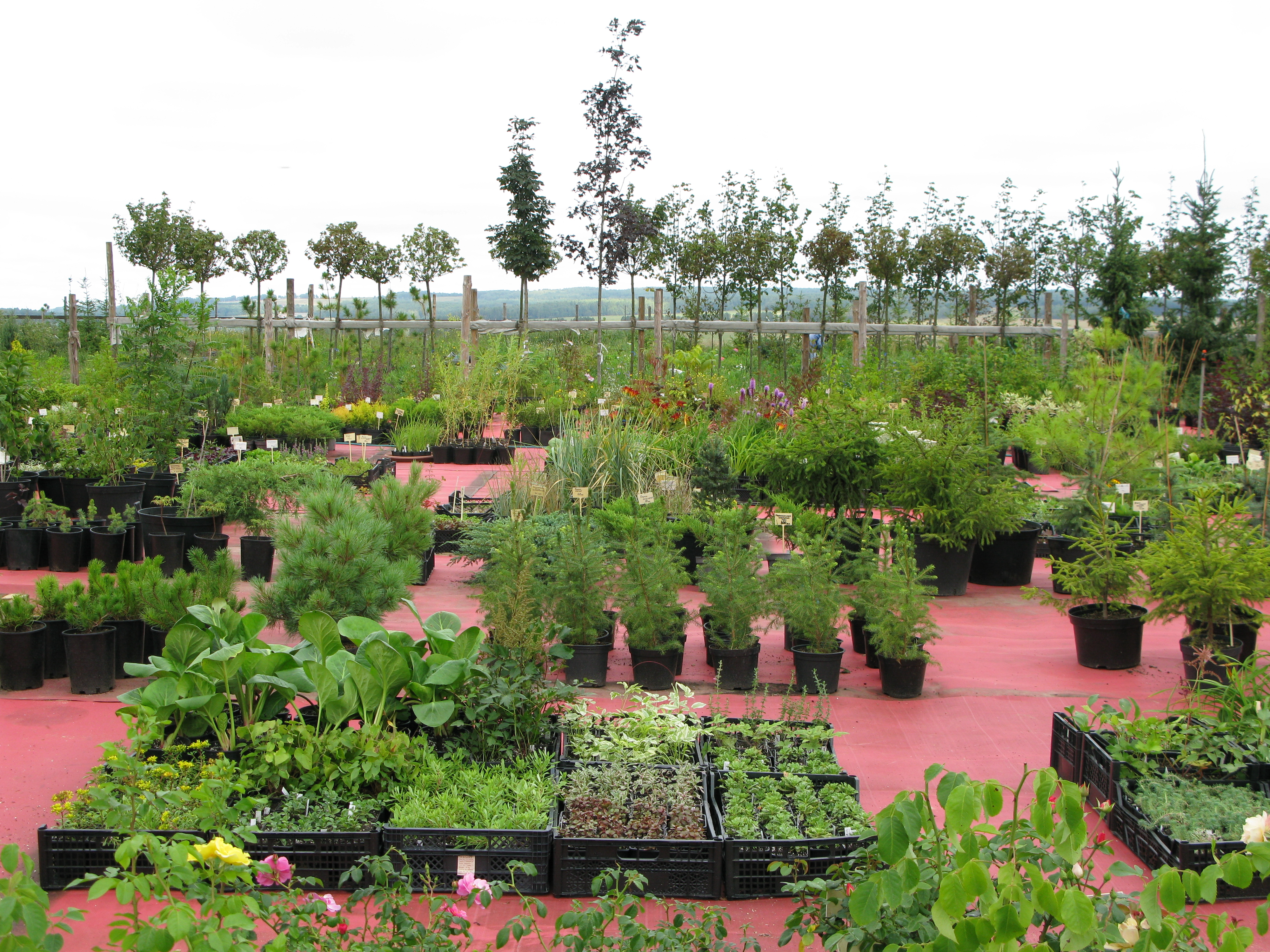 Огромный выбор декоративных и плодовых растений в контейнерах из питомника Агрофирмы Пousk Огромный выбор декоративных и плодовых растений в контейнерах из питомника Агрофирмы Пousk