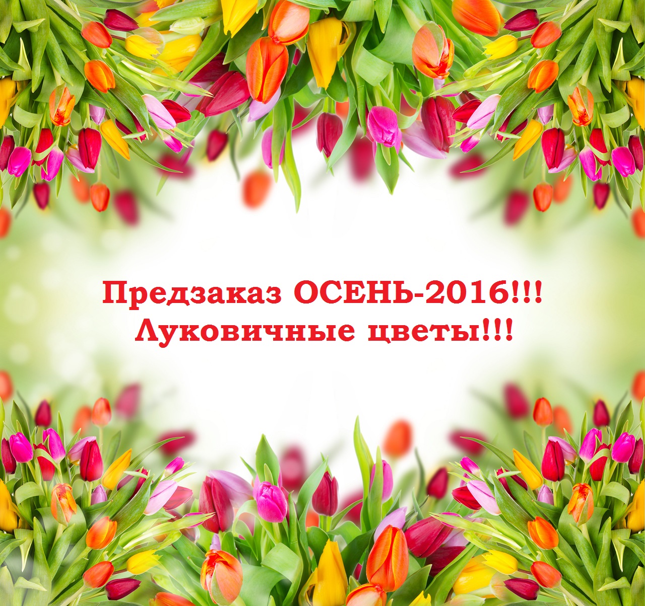 Сбор заказов. Фанфан-Тюльпан - предзаказ луковичных цветов на осень-2016! Без рядов. Цены в рублях. Стоп 26 мая. Сбор заказов. Фанфан-Тюльпан - предзаказ луковичных цветов на осень-2016! Без рядов. Цены в рублях. Стоп 26 мая.