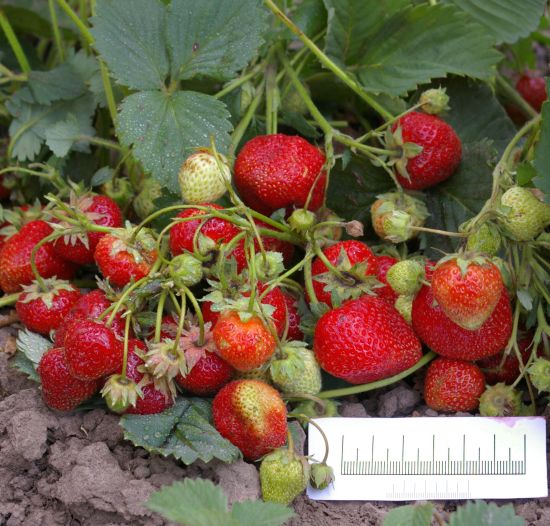 Прострой по землянике!!!! Налетаем, Разбираем! Прострой по землянике!!!! Налетаем, Разбираем!